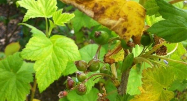 Proč listy černého a červeného rybízu žloutnou a co s tím